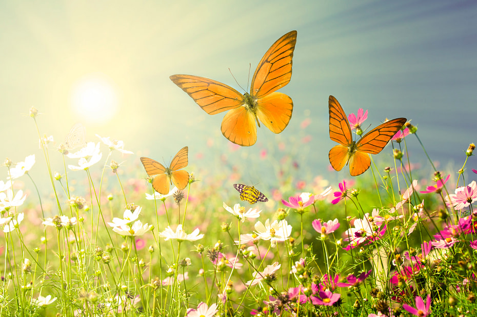 butterfly business Depositphotos 7256361 xl 2015